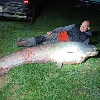 Akkora harcsa került horogra, hogy nem fért be az autóba