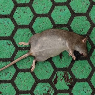 Patkányfogó Washingtonban