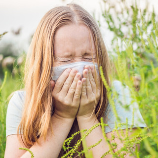 Még mindig tombol a parlagfű-szezon