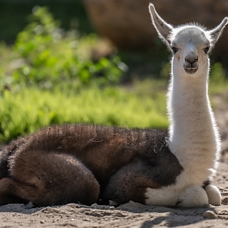 Tarka lámacsikó született a debreceni állatkertben