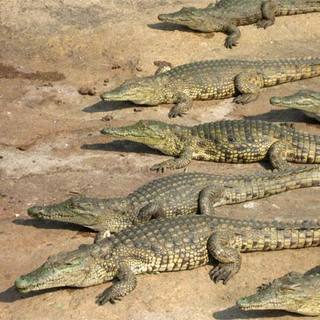 Óvodában nevelkednek, mielőtt táska lesz belőlük