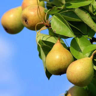 Érik a magyarok egyik kedvenc gyümölcse, október végéig szüretelik