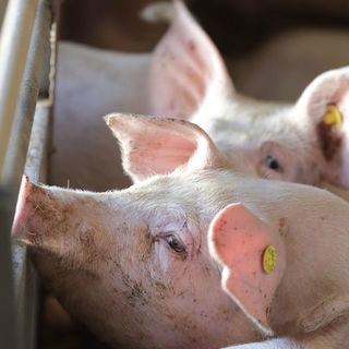 80 éve volt utoljára ilyen kevés disznó az uniós országokban