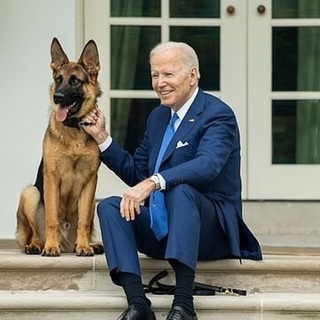 Kutyasorsok a Fehér Házban