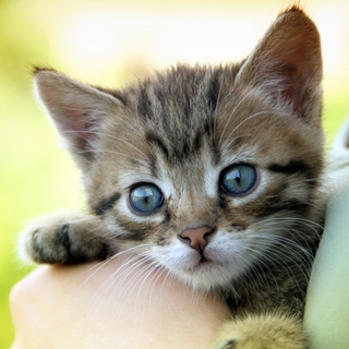 Kiderült, ki hagyott egy doboznyi macskakölyköt az Országház lépcsőjénél