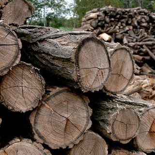 Annyi tűzifát vásároltak tavaly a magyarok, hogy idén alig akad rá vevő