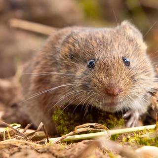 „Katasztrófa van” – pocokinvázió pusztítja a termést a Dél-Alföldön
