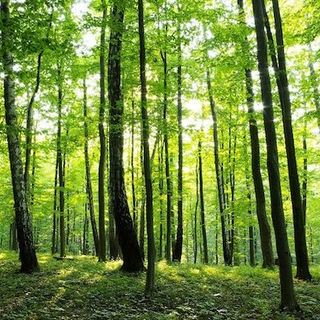 Iskola építése miatt vágatna ki az egyház hat hektár erdőt Szegeden