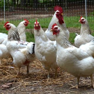 Zárlatot jelentett be az országos főállatorvos