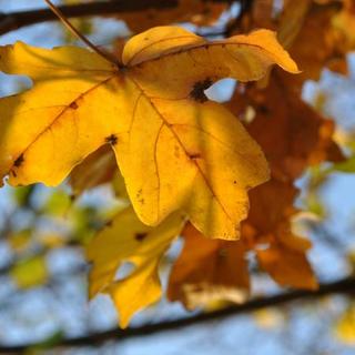 A jövő hét elején még nyugodt őszi idő várható