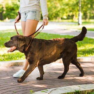 Elindult a kutyák összeírása, de nem az ebadó bevezetése miatt