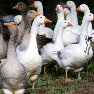 Olcsóbb lesz idén ennek az állatnak a húsa - a szakember elárulta az okokat
