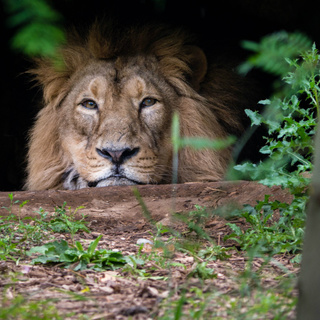 Nyugodtan sétált órákon át egy oroszlán egy olasz város utcáin