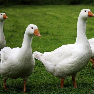 Rohamosan terjed a madárinfluenza-járvány hazánkban