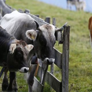 Nébih: veszettségben hullott el egy szarvasmarha Tiszakóródon