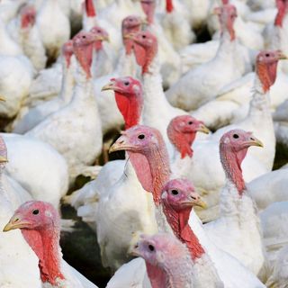 Jász-Nagykun-Szolnok vármegyét is elérte a madárinfluenza