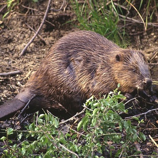 Hatszáz hódot lőhetnek ki Győr-Moson-Sopron megyében