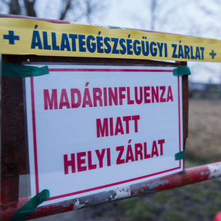 Újabb magyarországi településen jelent meg a madárinfluenza