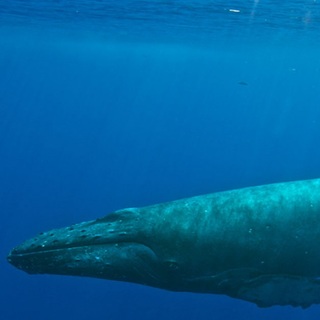Egy bálnával csevegtek hosszasan a földönkívüliek után kutató amerikai tudósok