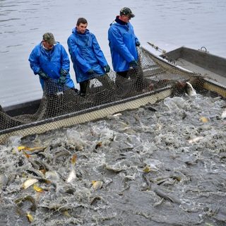 Napi több száz mázsa hal Magyarország legnagyobb pontytermelő gazdaságából