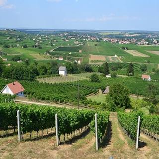 Magyar sikerágazatként emlegetik, ma a jövője a tét