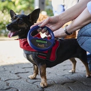 Ebben az évben már 1500 bajba került kutyának nyújtottak segítséget a Mol dolgozói