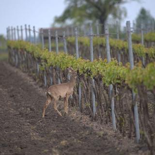 Behajtókat küld az agrárkamara a vadásztársaságokra