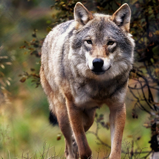 Rendszeresen gyilkolta a védett szürke farkasokat három borsodi vadász