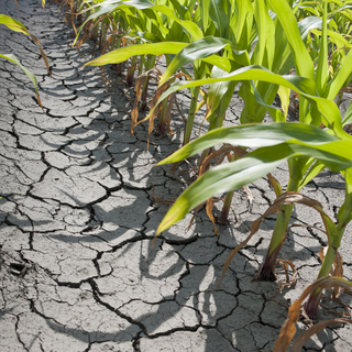 Kutatók szerint így lehetne elkerülni a pusztító aszályokat az Alföldön