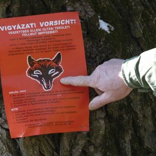 Veszettség: a Nébih-igazgató szerint a mostani egy komolyabb járvány