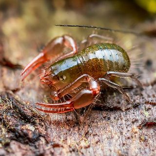 Új álskorpió-fajt fedeztek fel Magyarországon