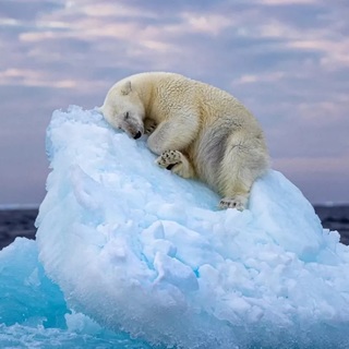 Egy alvó jegesmedve ámulatba ejtette a világot