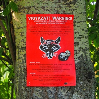 Nagy a baj ebben a vármegyében, soron kívül vakcinázzák a rókákat