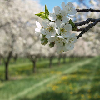 Az enyhe február kevesebb kárt okoz, mint a márciusi fagy