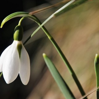 Tavaszias idő várható a jövő héten