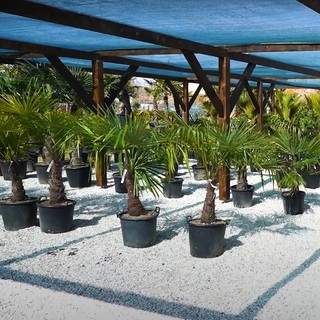 Ezekből a különleges fákból egyre többet ültetnének a magyarok