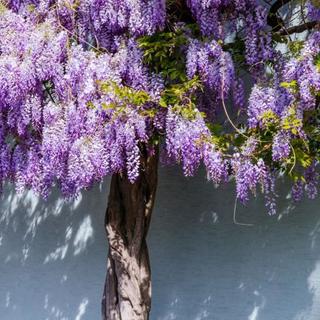 Újabb mérgezés történt a pilisborosjenői óvodában