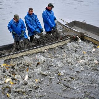 Mesterségesen szaporítják a Balaton ragadozóját