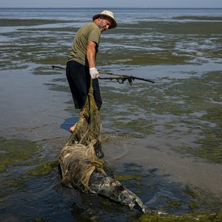 Orosz hadihajók gyilkolják a Fekete-tenger delfinjeit