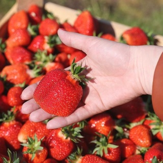 Kitiltották a vértesszőlősi eperföldről a 6 éven aluli gyerekeket