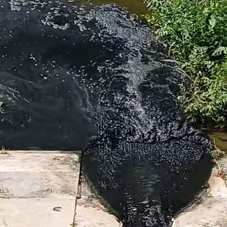 Koromfekete víz ömlik a Tápióba