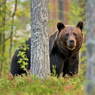 Ismét meghonosodtak a barnamedvék Magyarországon