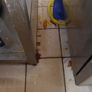 Borzasztó állapotokat talált az ellenőrzés egy étteremben – videó