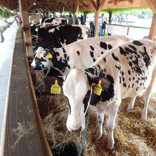 Nagy István: Európa élvonalába jutott a magyar tejtermelés