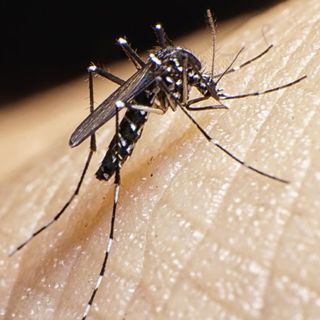 Szakértő: potenciálisan veszélyes a Magyarországon is terjedő tigrisszúnyog