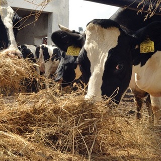 A kormány újabb 42,5 milliárd forintot oszt szét a szarvasmarha tartók között