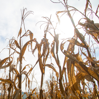 Az Alföldön még mindig nagy a baj