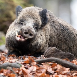 Szupervaddisznók fenyegetik Amerikát