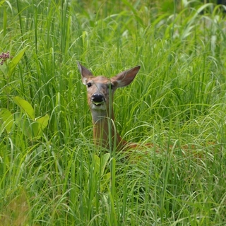 Fokozottan ügyelni kell ezekre az állatokra kaszáláskor