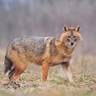 Európában Magyarországon lehet a legtöbb aranysakál